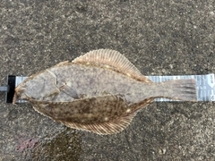 イシガレイの釣果