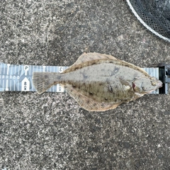 マガレイの釣果