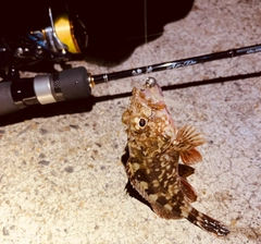 カサゴの釣果