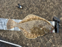 イシガレイの釣果