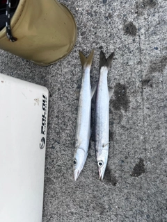 カマスの釣果