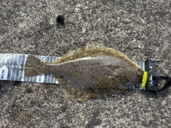 イシガレイの釣果