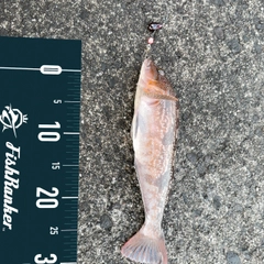 アイナメの釣果