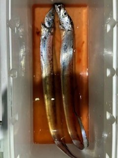 タチウオの釣果