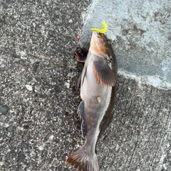 アイナメの釣果