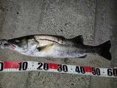 シーバスの釣果