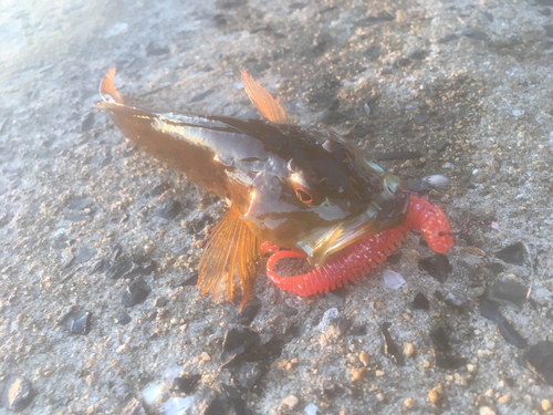 アナハゼの釣果