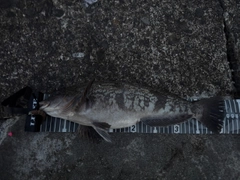 アイナメの釣果