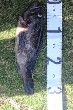 クロソイの釣果