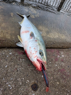 メジロの釣果