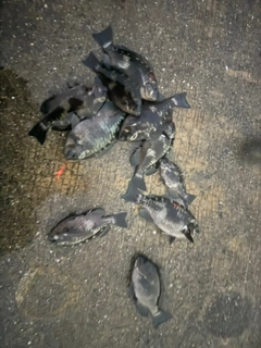 グレの釣果