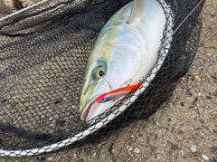 メジロの釣果