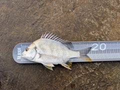 キビレの釣果