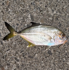 メッキの釣果