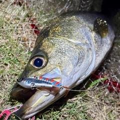 スズキの釣果