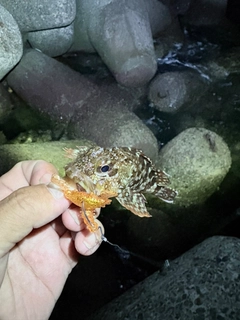 カサゴの釣果