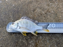 キビレの釣果