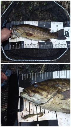 スモールマウスバスの釣果