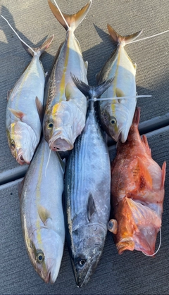 ネリゴの釣果
