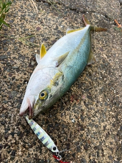 ツバスの釣果