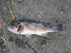 クロソイの釣果