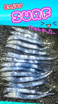 タチウオの釣果
