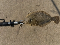 ソゲの釣果