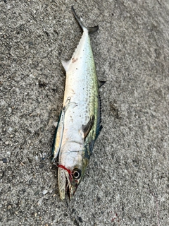 サゴシの釣果
