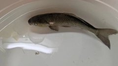 ギンブナの釣果