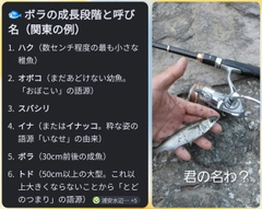 コボラの釣果