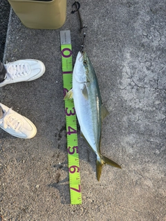 メジロの釣果