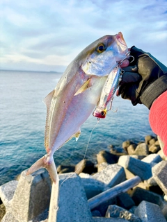 ネリゴの釣果