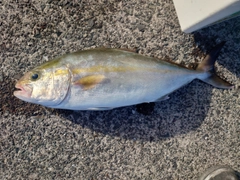 ネリゴの釣果