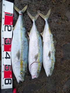 ワラサの釣果