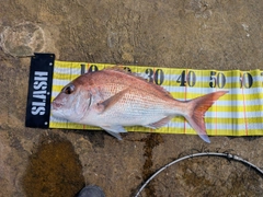 タイの釣果