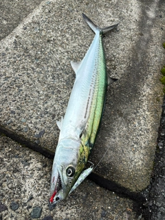サゴシの釣果