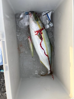 ハマチの釣果
