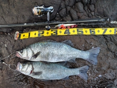 ヒラスズキの釣果