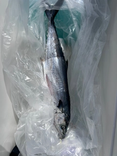 サゴシの釣果