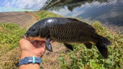 コイの釣果