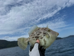 カワハギの釣果