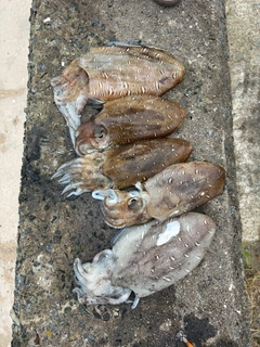 アオリイカの釣果