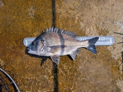 チヌの釣果