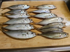 アジの釣果
