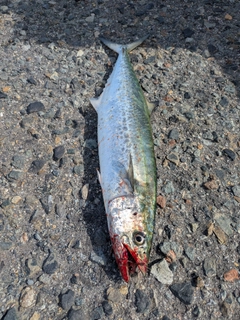 サゴシの釣果