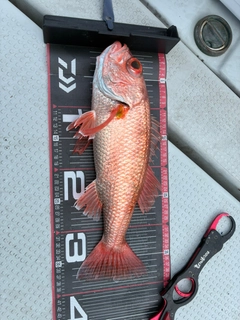 アカムツの釣果