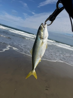 イナダの釣果