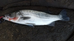 ヒラスズキの釣果
