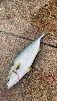 フクラギの釣果
