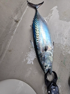 スマガツオの釣果
